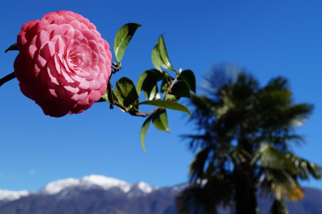 Casa Eva Appartement Ronco sopra Ascona Buitenkant foto